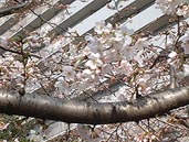 品川区南大井のみなみ児童遊園の桜