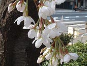 品川区南大井のみなみ児童遊園の桜