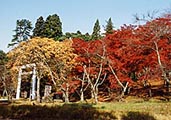 秋色土津神社