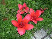 香港の花