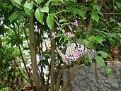 日本最大の蝶「オオゴマダラ」