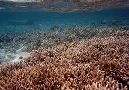 珊瑚礁の群落