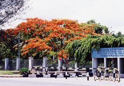 バンダーラナーヤカ記念国際会議場前の火炎樹