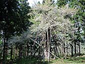 磐梯神社木挿桜 〔撮影場所：福島県磐梯町〕