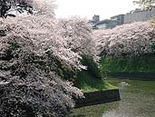 千鳥ヶ淵の桜 〔撮影場所：東京都千代田区〕