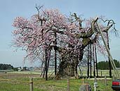 千歳桜 〔撮影場所：福島県新鶴村〕