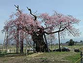 千歳桜 〔撮影場所：福島県新鶴村〕