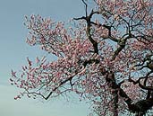 千歳桜 〔撮影場所：福島県新鶴村〕