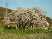 満開の石部桜