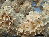 石部桜の花弁