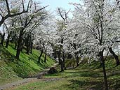 亀ヶ城址の桜 〔撮影場所：福島県猪苗代町〕