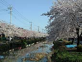 葛西用水沿いの桜 〔撮影場所：埼玉県草加市〕