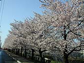 葛西用水沿いの桜 〔撮影場所：埼玉県草加市〕