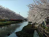 葛西用水沿いの桜 〔撮影場所：埼玉県草加市〕