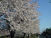 葛西用水沿いの桜 〔撮影場所：埼玉県草加市〕