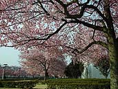 鶴ヶ城三の丸の小彼岸桜 〔撮影場所：福島県会津若松市〕