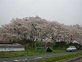 神指城跡の桜 〔撮影場所：福島県会津若松市〕