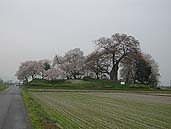 神指城跡の桜 〔撮影場所：福島県会津若松市〕