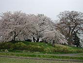 神指城跡の桜 〔撮影場所：福島県会津若松市〕