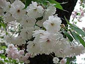 大鹿桜の花弁