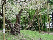 大鹿桜木幹