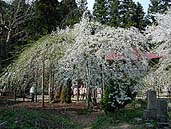 杉の糸桜