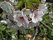 杉の糸桜の花弁