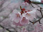 高遠城址の桜 〔撮影場所：長野県高遠町〕