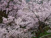 高遠城址の桜 〔撮影場所：長野県高遠町〕