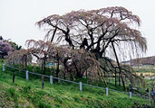 滝桜（全景） 〔撮影場所：福島県三春町〕