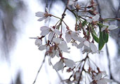 滝桜 〔撮影場所：福島県三春町〕