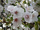 虎の尾桜花弁
