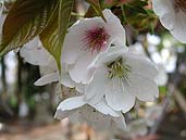 虎の尾桜花弁