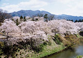 鶴ヶ城の桜 〔撮影場所：福島県会津若松市〕