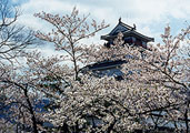 鶴ヶ城の桜 〔撮影場所：福島県会津若松市〕