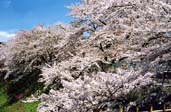 鶴ヶ城の桜 〔撮影場所：福島県会津若松市〕