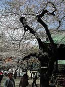 靖国神社開花標準木 〔撮影場所：東京都千代田区〕